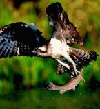 Животные-хищники