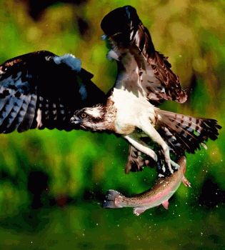 Животные-хищники