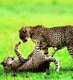 Пятнистые родичи