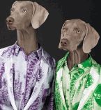 собаки фото