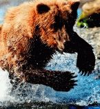 Живущие в воде