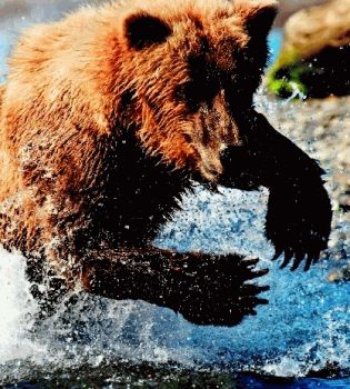 Живущие в воде