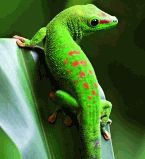 Потомки драконов