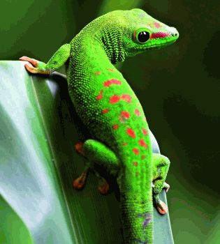 Потомки драконов