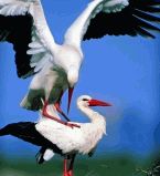 Любовь среди животных