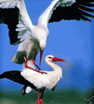 Любовь среди животных