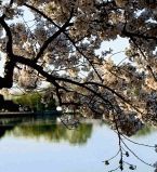 Цветение сакуры