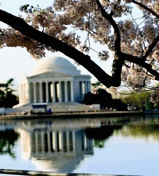 Цветение сакуры