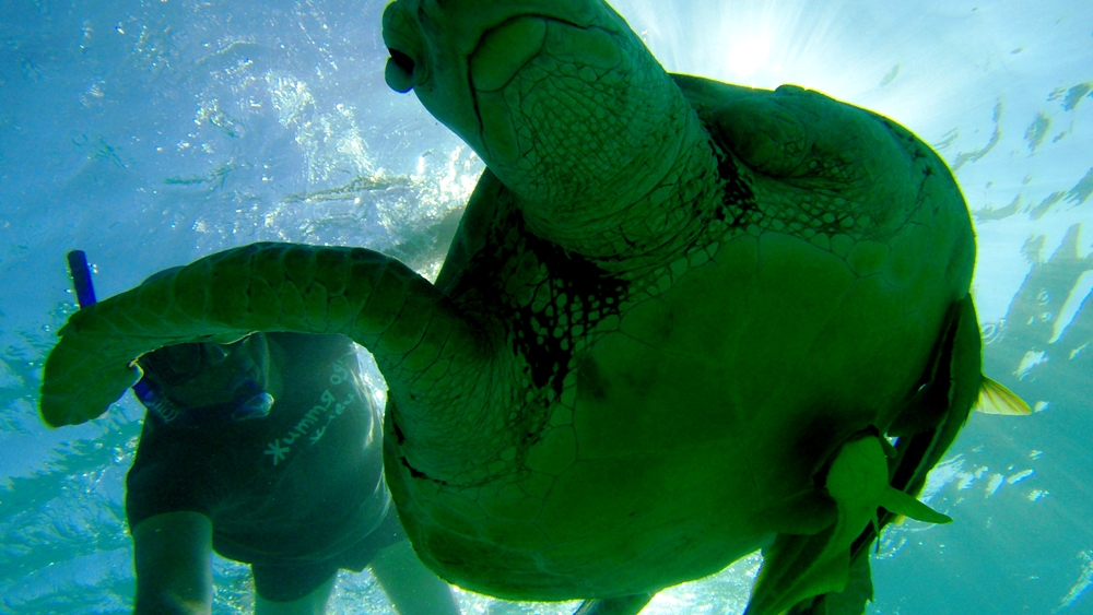 Игорь Захаренко