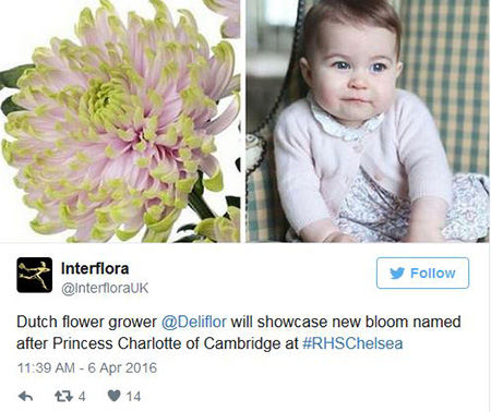 В честь принцессы Шарлотты назвали сорт цветов