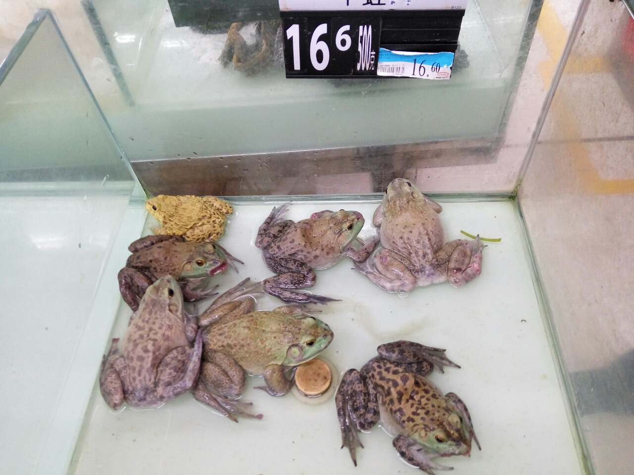 Владимир Гришко рассказал о своей жизни в Китае