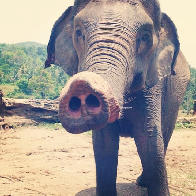 ксения бугримова фото