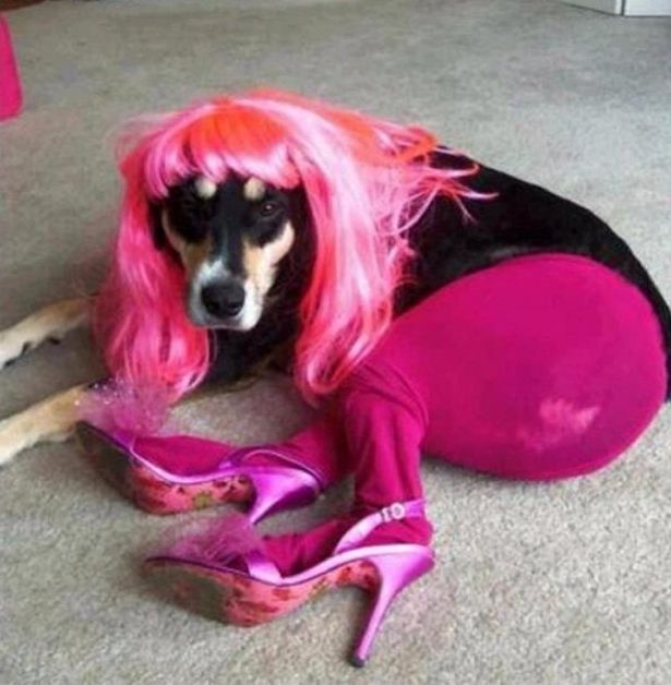 Сергей Лазарев поиздевался над собакой