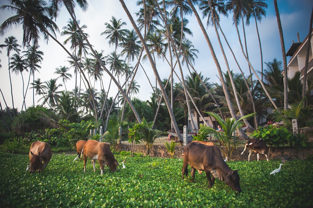Актер &quot;Дизель Шоу&quot; отдохнул с семьей на Шри-Ланке