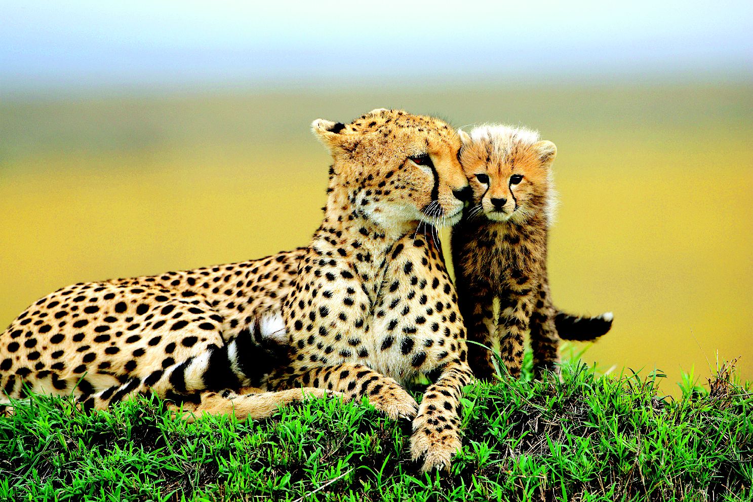 Моя жизнь в мире зверей 176. Суперхищники гепард. Гепард самка. Закаспийский гепард. Южноафриканский гепард.
