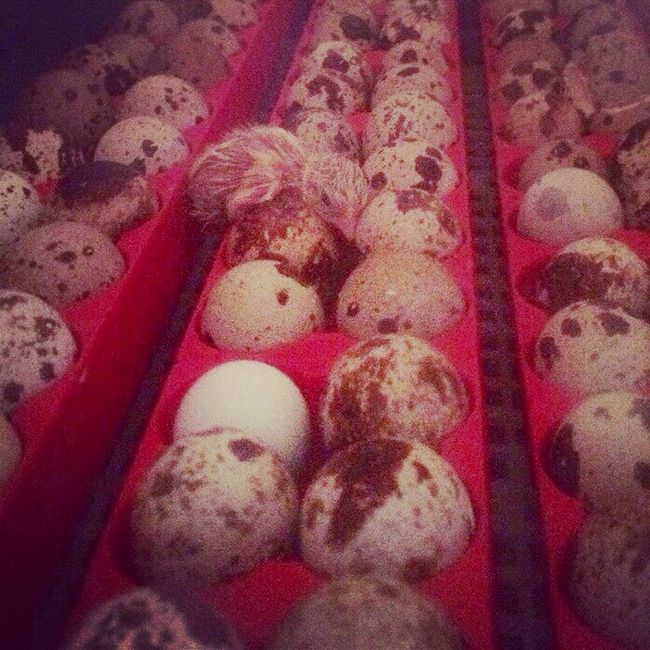  Оля Полякова организовала инкубатор на дому 