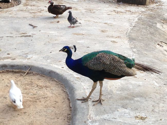 Джамала отдых фото 2013