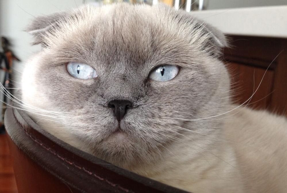 кот Святослава Вакарчука