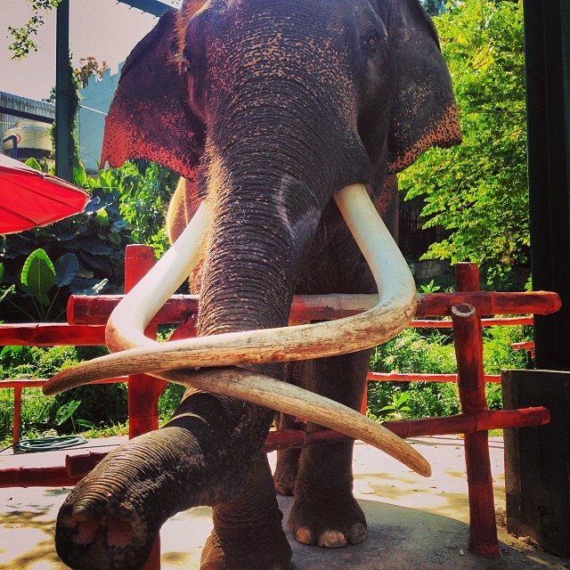 анита луценко фото