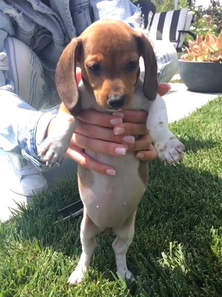 Новый любимец: Кайли Дженнер растрогала поклонников снимками с щенком