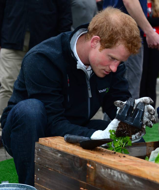 Не по-королевски: принц Гарри поработал официантом и садовником в Новой Зеландии