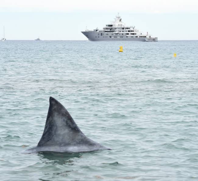 Канны 2016: Блейк Лайвли позирует в окружении акул