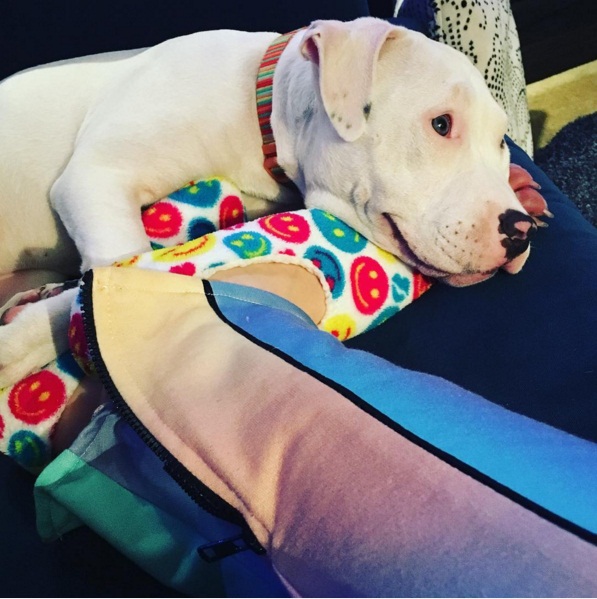 Майли Сайрус обвинили в издевательстве над домашними животными