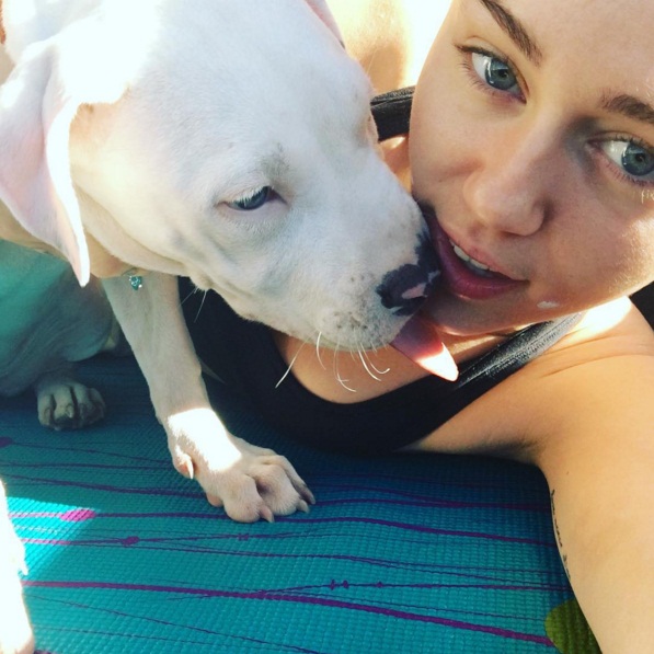 Майли Сайрус обвинили в издевательстве над домашними животными