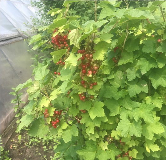 Хозяюшка Оля Полякова похвасталась своим урожаем